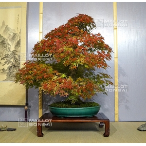 acer-palmatum-ref-8100162