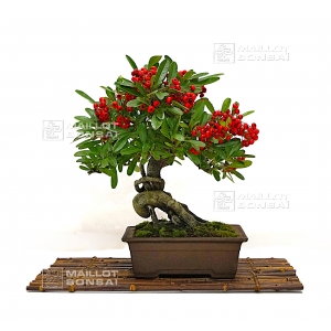 vendu-pyracantha-angustifolia-ref-21100163