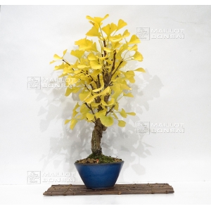 vendu-ginkgo-biloba-ref-19100169