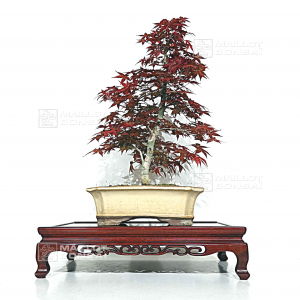 vendu-acer-palmatum-deshojo-16040218