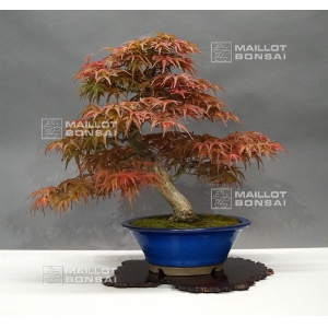 vendu-acer-palmatum-seigen-ref-18040172