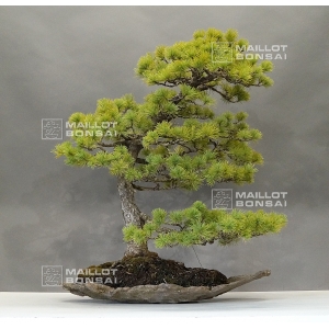 vendu-pinus-pentaphylla-ref-14040171