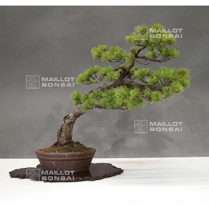 pinus-pentaphylla-ref-14040173