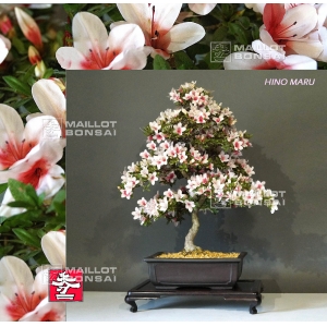 vendu-rhododendron-hi-no-maru-ref-21060171