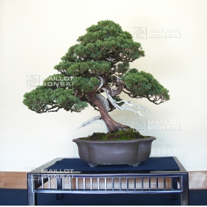 juniperus-chinensis-ref-26060173