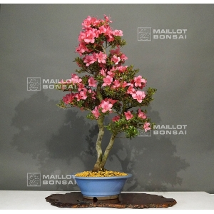 vendu-rhododendron-chinzan-ref-23060175