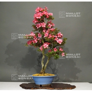rhododendron chinzan ref : 23060175