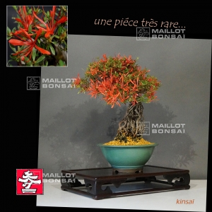 vendu-rhododendron-kinsai-ref-23060171