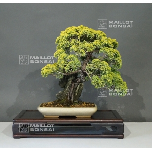 vendu-juniperus-chinensis-dore-ref-23060173