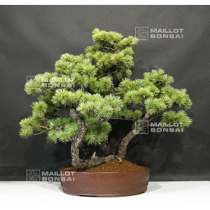 pt-pinus-pentaphylla-du-japon-ref-21070173