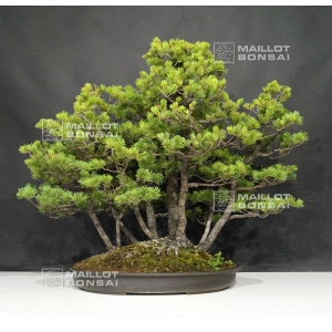 pinus-pentaphylla-du-japon-ref-9070172