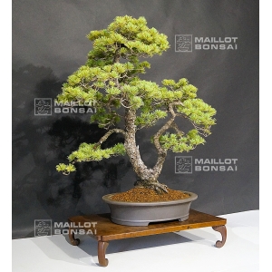 pinus-pentaphylla-du-japon-ref-10070171