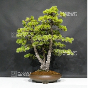 vendu-pinus-pentaphylla-du-japon-ref-10070173