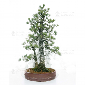 pinus-pentaphylla-du-japon-ref-03070171