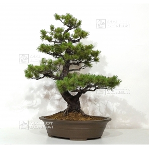 vendu-pinus-pentaphylla-du-japon-ref-03070173