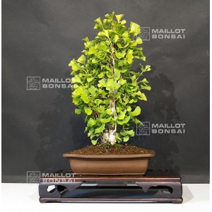 ginkgo biloba ref:24070172