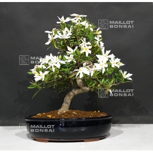 vendu-gardenia-jasminoides-ref-17070172