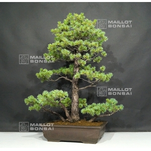 VENDU Pinus pentaphylla du Japon ref :5070173