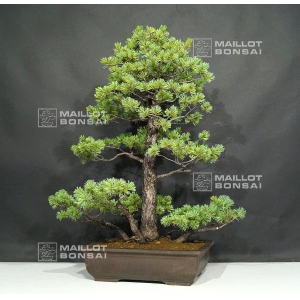 vendu-pinus-pentaphylla-du-japon-ref-5070173