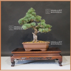 VENDU Pinus pentaphylla ref: 9080173