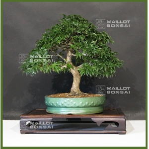 acer-palmatum-shishigashira-ref-21110162
