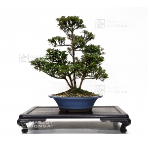 rhododendron-chinzan-ref-210601619