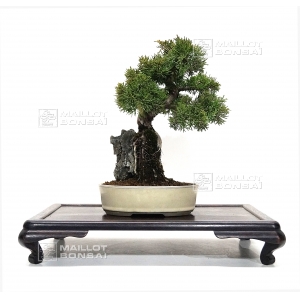vendu-juniperus-chinensis-itoigawa-ref-08020173