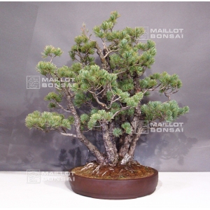 pinus-pentaphylla-du-japon-ref-11080171