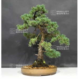 VENDU Pinus pentaphylla du Japon ref : 11080173