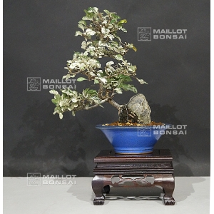 vendu-ulmus-parvifolia-variegata-ref-14080174