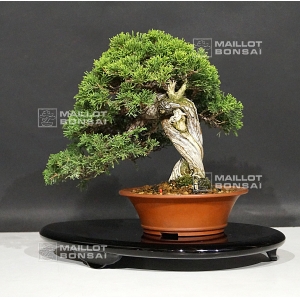 vendu-juniperus-chinensis-itoigawa-ref-25080172