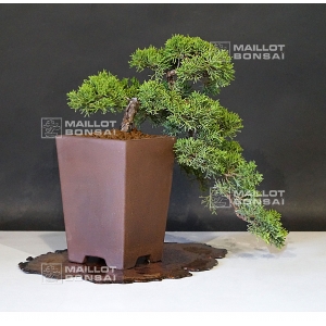 vendu-juniperus-chinensis-itoigawa-ref-21080172