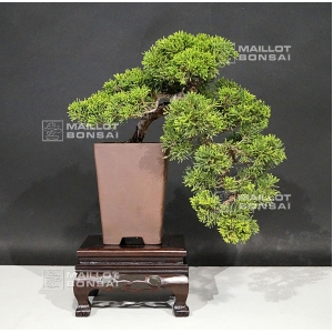vendu-juniperus-chinensis-itoigawa-ref-21080173
