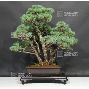 VENDU Pinus pentaphylla du Japon ref :21080174