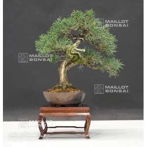 VENDU Juniperus chinensis ref:28080171