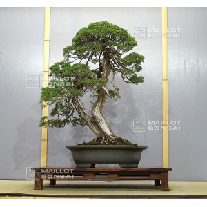 vendu-juniperus-chinensis-ref-9090173