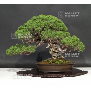 vendu-juniperus-chinensis-itoigawa-ref-06090171