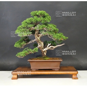 VENDU  juniperus chinensis itoigawa ref:06090172