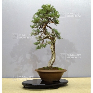 vendu-juniperus-chinensis-ref-11090172