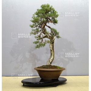 juniperus chinensis ref : 11090172