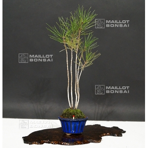 pinus-densiflora-ref-04090177