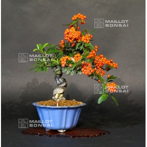 vendu-pyracantha-angustifolia-ref-20100172