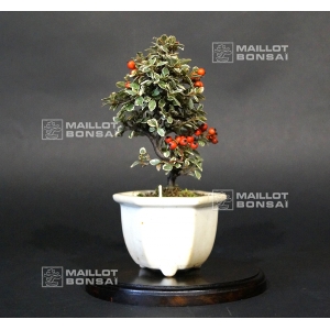 VENDU cotoneaster m. variegata ref : 20100174