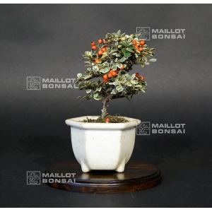 cotoneaster-m-variegata-ref-20100175