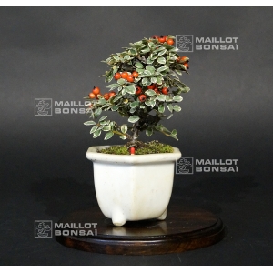 cotoneaster-m-variegata-ref-20100177