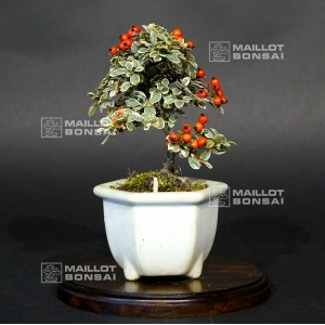 vendu-cotoneaster-m-variegata-ref-20100178