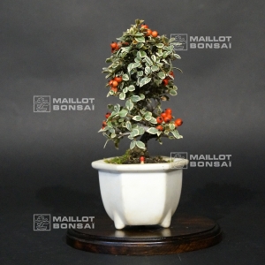 vendu-cotoneaster-m-variegata-ref-20100179