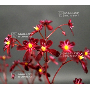 saxifraga fortunei koku show