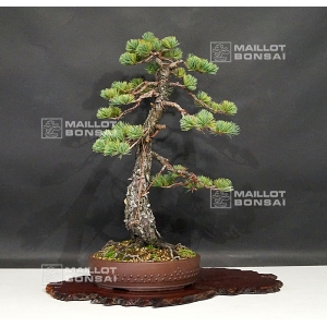 PINUS PENTAPHYLLA ref: 30080175