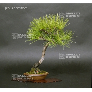 vendu-pinus-densiflora-ref-25100172